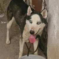 سگ هاسکی
