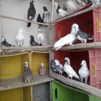کبوتر  سالم