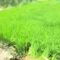 فروش نشاء برنج چمپا ممتاز|خوردنی و آشامیدنی|باغ ملک, |دیوار