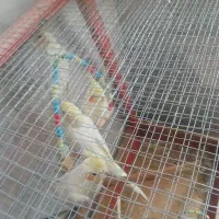 عروس هلندی نر وجوجه