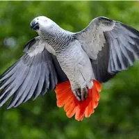 خریدارانواع کاسکو کاکادو آرا شاه طوطی فروش