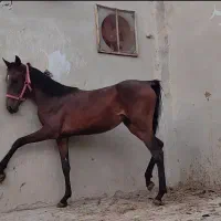 کره مادیون نوه کامران