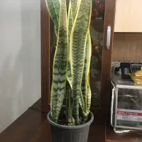 گل سانسوریا|گل و گیاه طبیعی|تهران, مسعودیه|دیوار