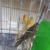 قناری نر وماده وماده سهره کبوتر پشتار مهر