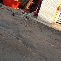 خروس