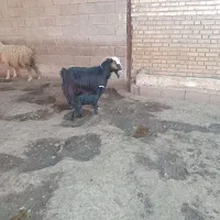 بزغاله|حیوانات مزرعه|دزفول, |دیوار