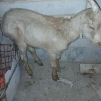 بزغاله نر سانن