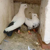 کفتر رنگی