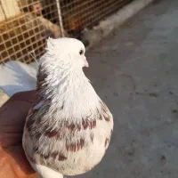 کبوتر،کفتر، نر ،طوقی