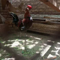 خروس چهل تاج