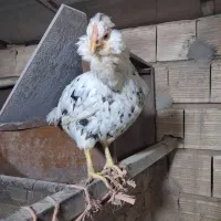 تخم مرغ گلین نطفه دار