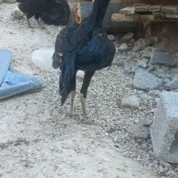 مرغ لاری