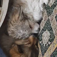 فروش دو عدد توله سگ سه ماه و پانزده روزه