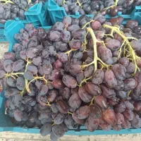 فروش ویژه انگور شاهانی
