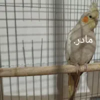 عروس هلندی