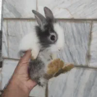 خرگوش