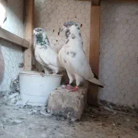 شازده زردماده گم شده مژدگانی میدم