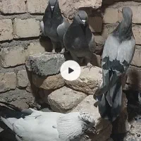 کبوتر صداکن