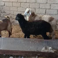 بره