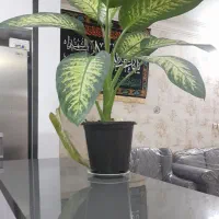 گل طبیعی دیفونت
