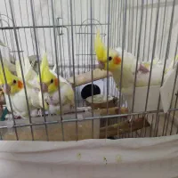 جوجه عروس هلندی