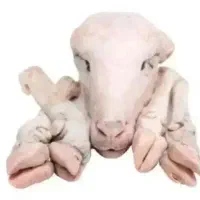 پاک کردن کله پاچه