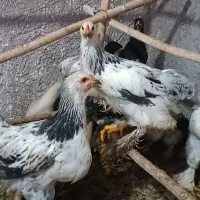 برهما