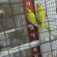 فروشی مرغ عشق