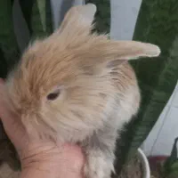 بچه خرگوش لپ