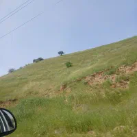 بز پاکستانی