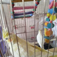 عروس هلندی