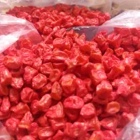 بذر ذرت هیبرید اصلاح شده(شیربلال)