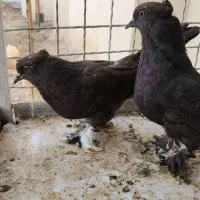 یک جفت جوجه سرور کاکل پاپر