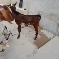 نری|حیوانات مزرعه|قشم, |دیوار