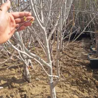 گلابی درشت تنومند شاخه دار اب شور اسیدی