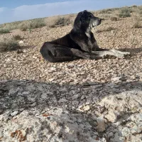 سگ گله
