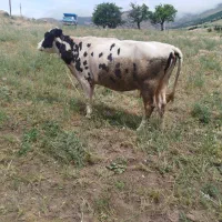 گاو هلندی