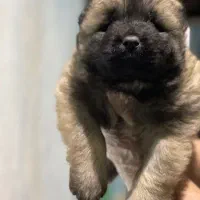 توله سگ قفقازی نگهبان خاموش