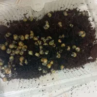 بچه حلزون