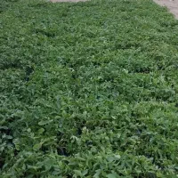 نشا گوجه فرنگی