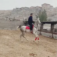 اسب عرب مصری