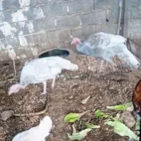 بوقلمون اسلیت نرو ماده بالغ جوجه داده
