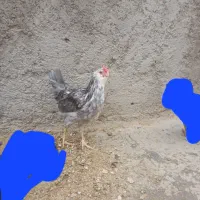 خروس گلین