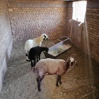 بره مایه سبک وزن