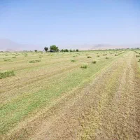 یونجه