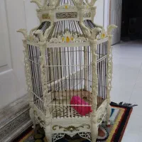قفس
