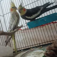 جفت هلندی همراه ۳ تا جوجه
