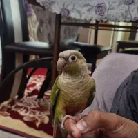 گرینچیک آناناسی
