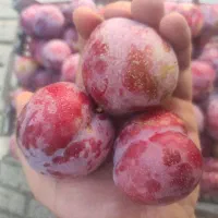 آلو درشت و درجه یک