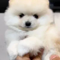 پوم پوم ۲۵ ثانتی موجود میباشد